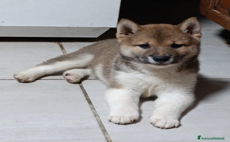 Shiba Inu cani a Provincia di Pavia - Annuncio 2
