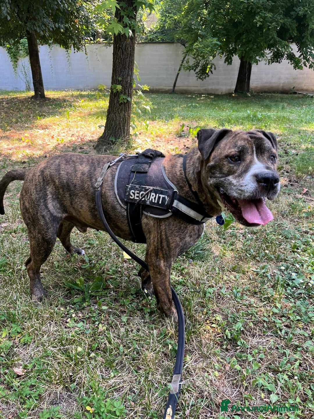 Meticcio cani in regalo: THOR PIT SIMPATICO - Annuncio 5