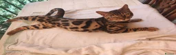 Bengala gatti in vendita: Bengala Maschio  - Annuncio 2