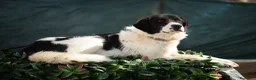 Meticcio cani in regalo: Panda in adozione - Annuncio 2