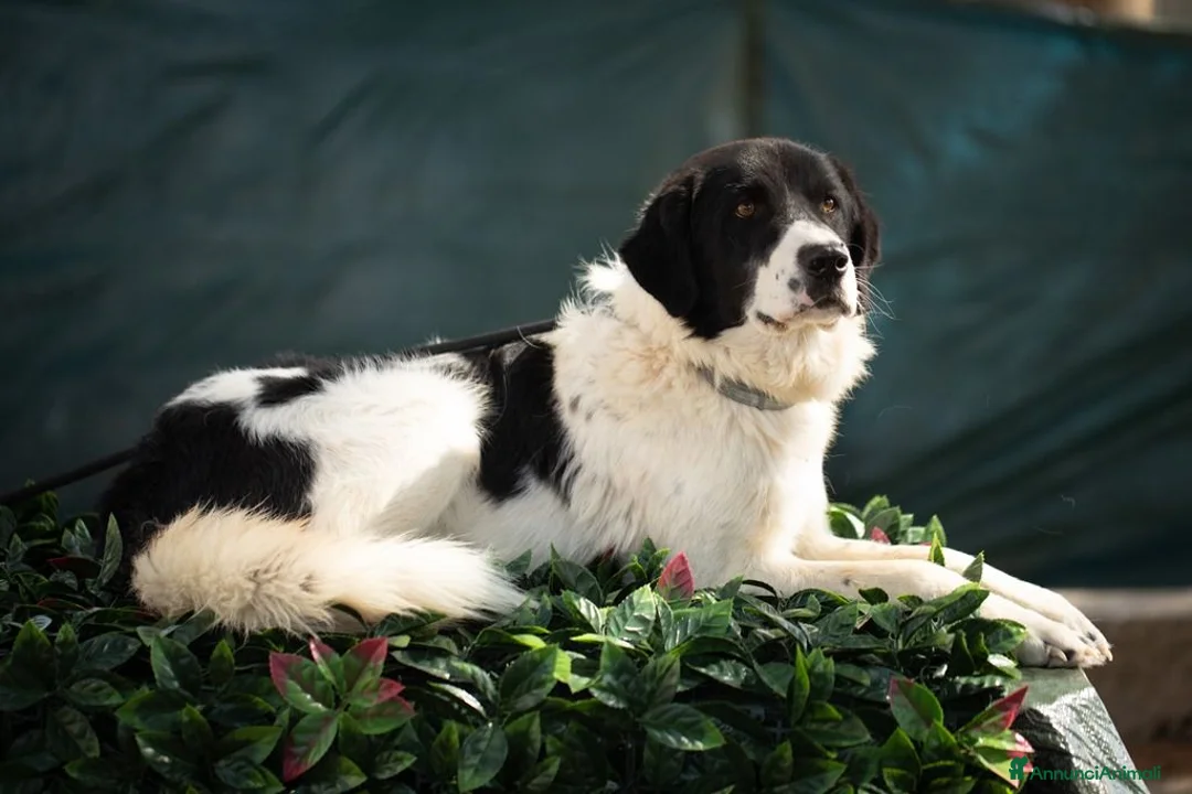 Meticcio cani in regalo: Panda in adozione - Annuncio 2