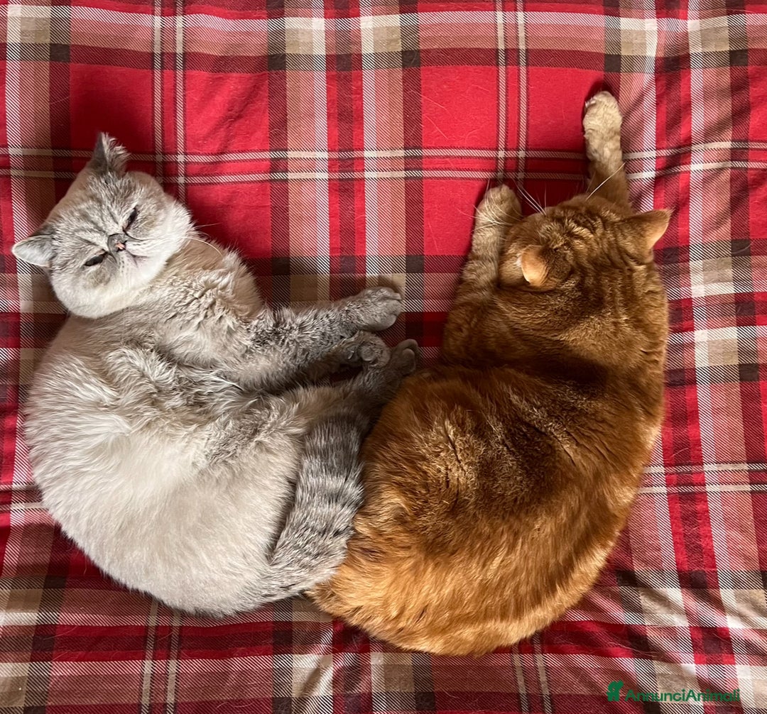 Immagine della galleria {{count}}