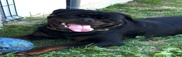 Rottweiler cani in vendita: Cucciolo rottweiler - Annuncio 6