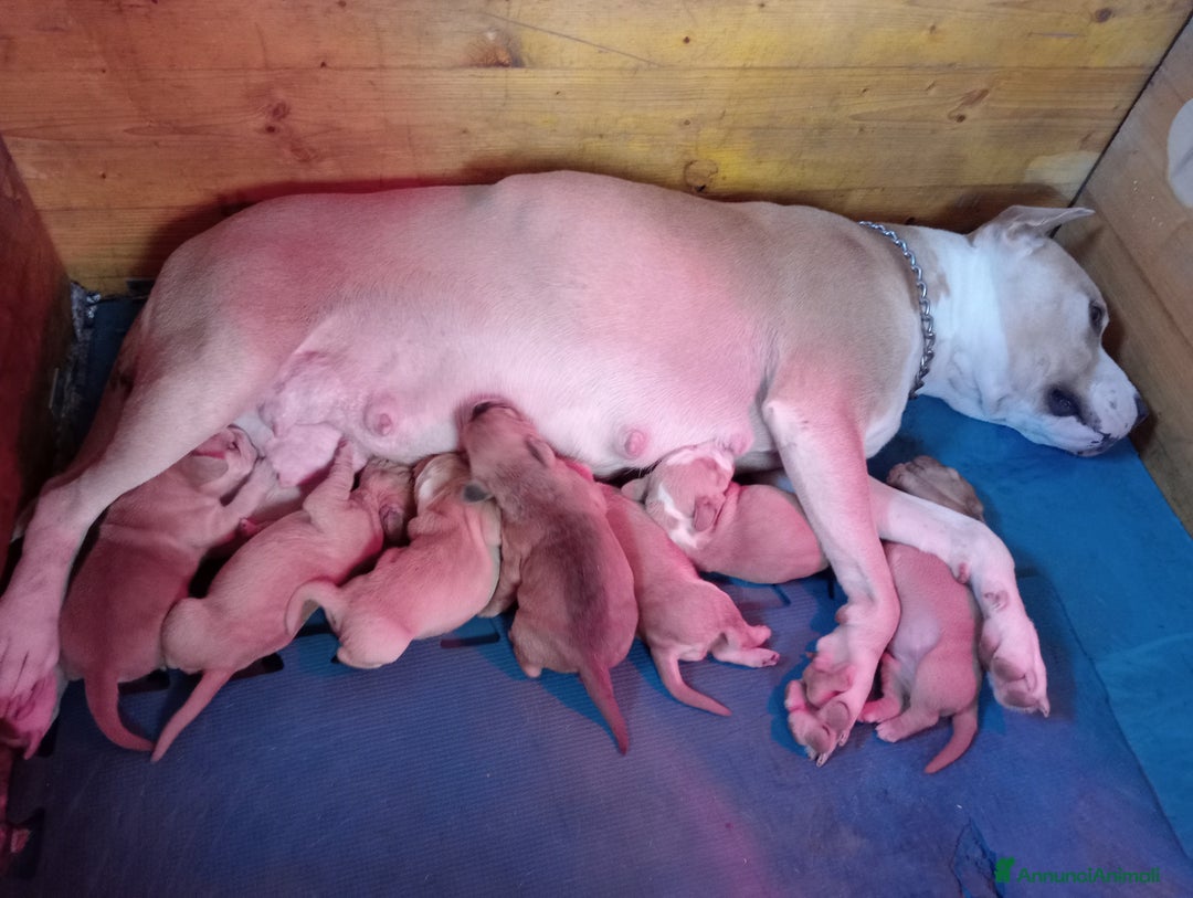 Meticcio cani in vendita: Cuccioli di Amstaff  - Annuncio 1