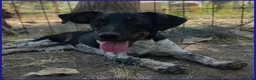 Meticcio cani in regalo: INCOLLA TENERA CUCCIOLOTTA CERCA UNA MAMMINA TUTTA - Annuncio 4