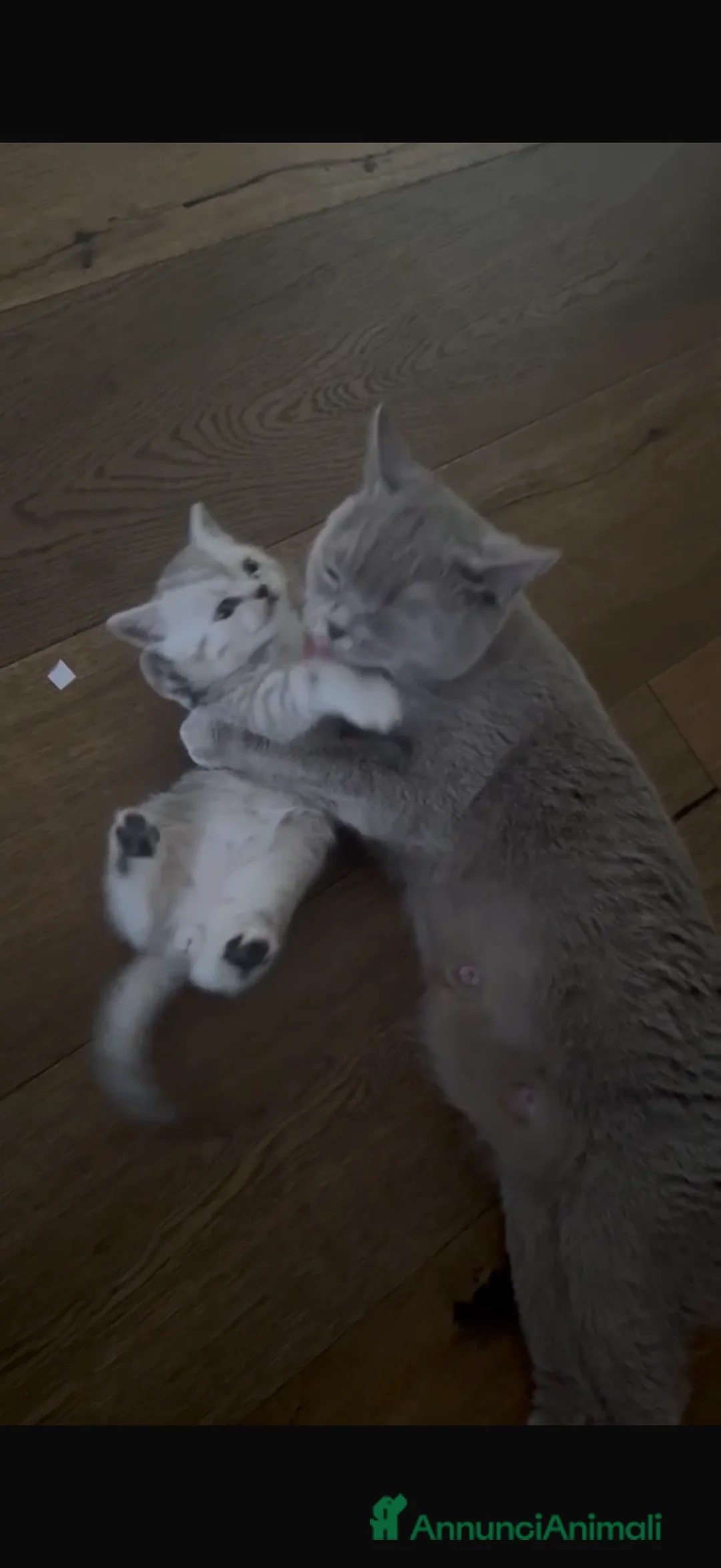Scottish gatti in vendita: CUCCIOLO DI SCOTTISH STRAIGHT  - Annuncio 2