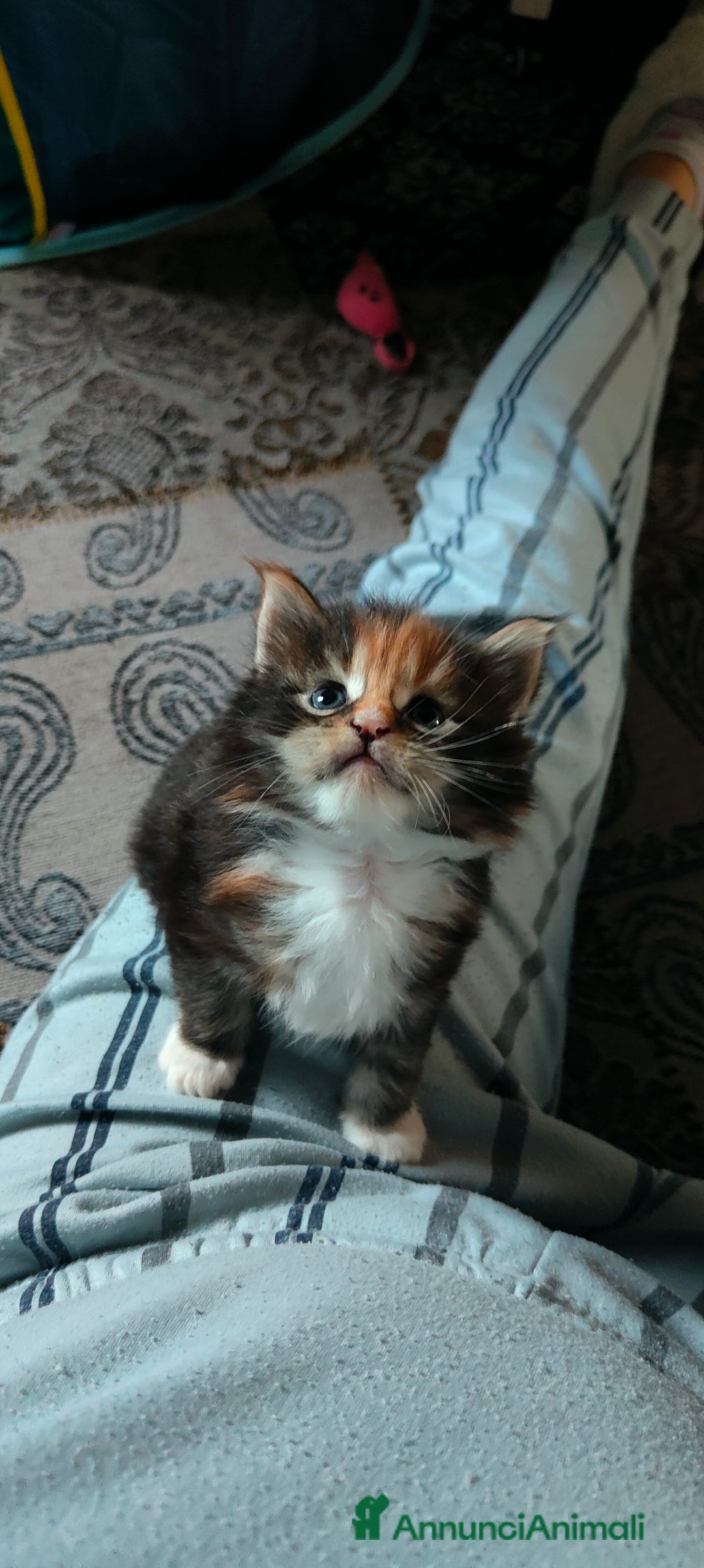 Maine Coon gatti in vendita: piccoli giganti Cattery - Annuncio 28