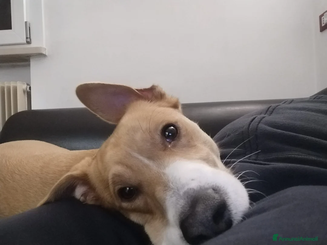 Meticcio cani per accoppiamento: Spike cerca fidanzatina - Annuncio 5