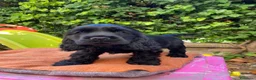 Cocker cani in vendita: Splendida cucciola cocker con pedigree enci  - Annuncio 5