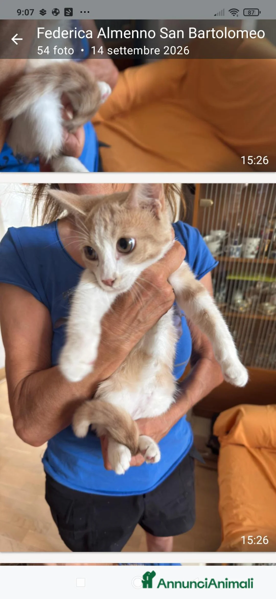 Altre razze gatti in regalo: Gattina di 4 mesi cerca casa - Annuncio 2