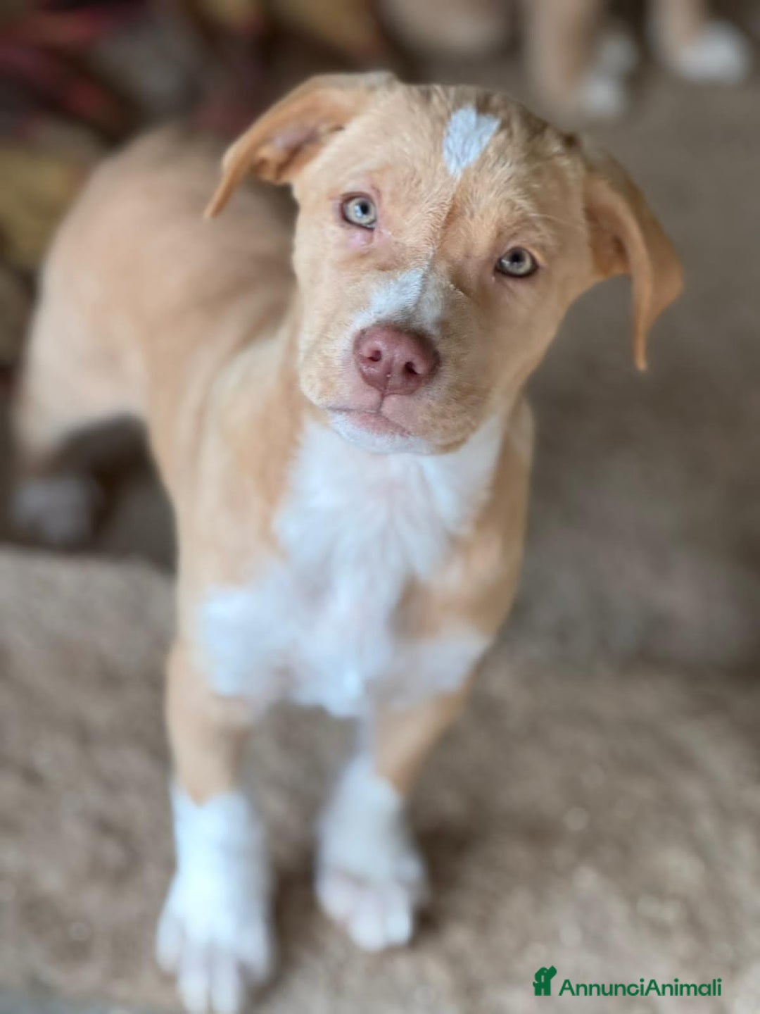 Altre razze cani in regalo: MARVEL, MODESTO, MURDOK,MAYA,MOIRA, MARLENE E MUSO - Annuncio 2