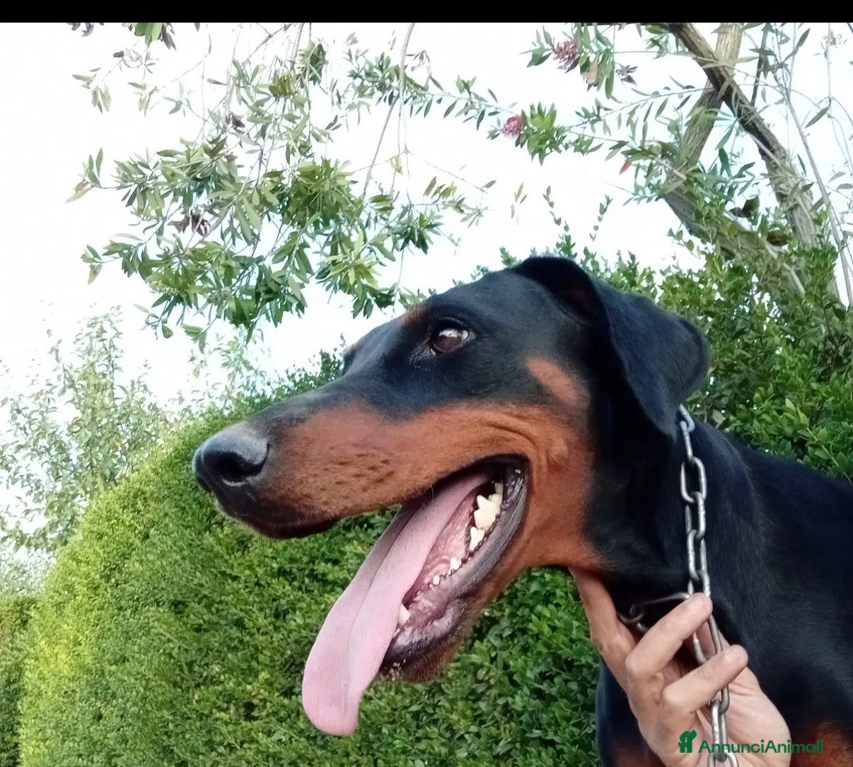 Dobermann cani Cuccioli di dobermann - Annuncio 5