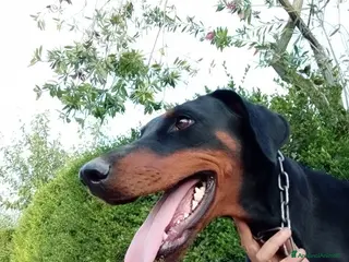 Dobermann cani Cuccioli di dobermann - Annuncio 3