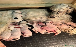 Setter Inglese cani in vendita: CUCCIOLI DI SETTER INGLESE a Provincia di Arezzo - Immagine 2