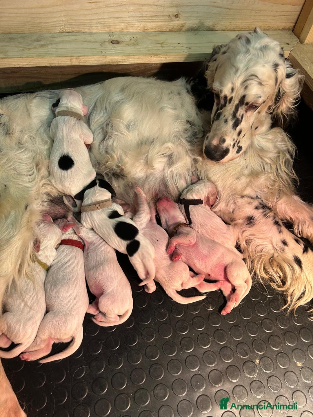 Setter Inglese cani in vendita: CUCCIOLI DI SETTER INGLESE a Provincia di Arezzo - Immagine 2