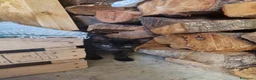 Europeo gatti in regalo: Cuccioli vivaci e dolcissimi cercano casa  - Annuncio 4