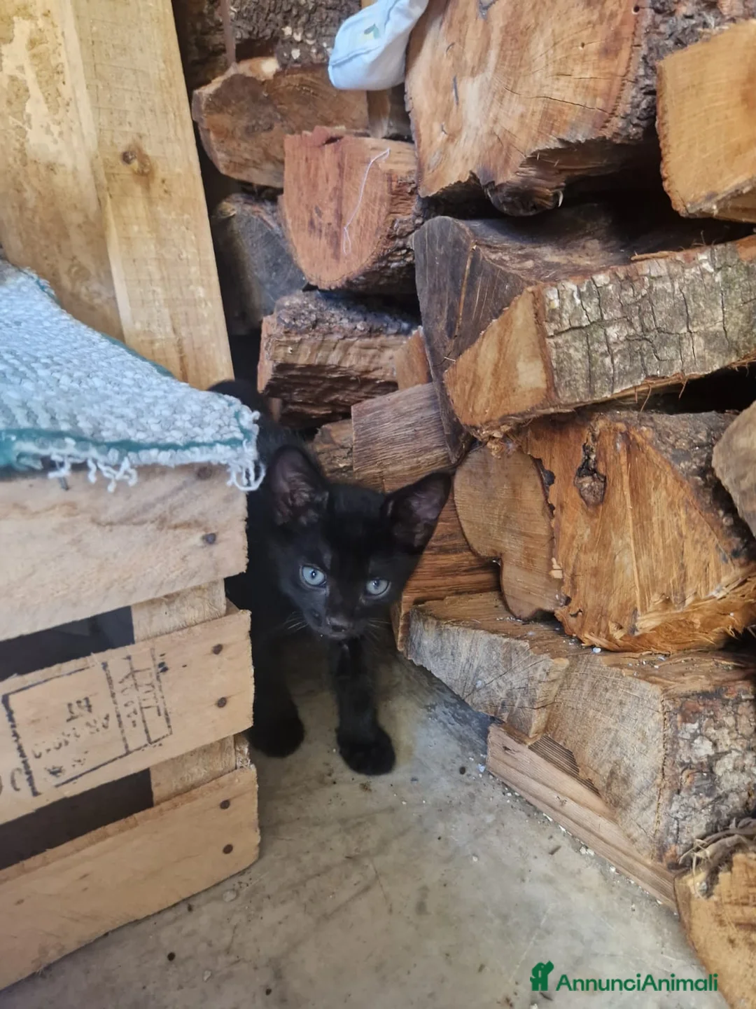 Europeo gatti in regalo: Cuccioli vivaci e dolcissimi cercano casa  - Annuncio 4