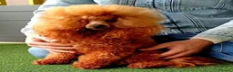 Barboncino Toy cani in vendita: Cuccioli di barboncino Toy Red - Annuncio 3