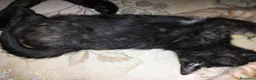 Europeo gatti in regalo: Gattini 2 mesi a Città Metropolitana di Bologna - Annuncio 3