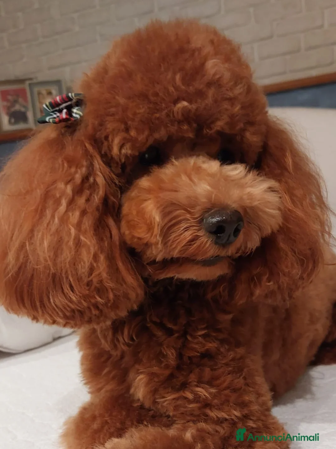 Barboncino cani in vendita: Barboncini rosso fulvi - Annuncio 1