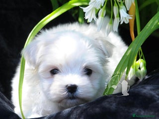 Maltese cani Maltese Toy Cucciolo Trequartidiluna - Annuncio 14