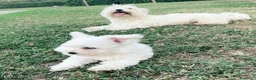 Maltese cani in vendita: Cuccioli maltese  - Annuncio 3