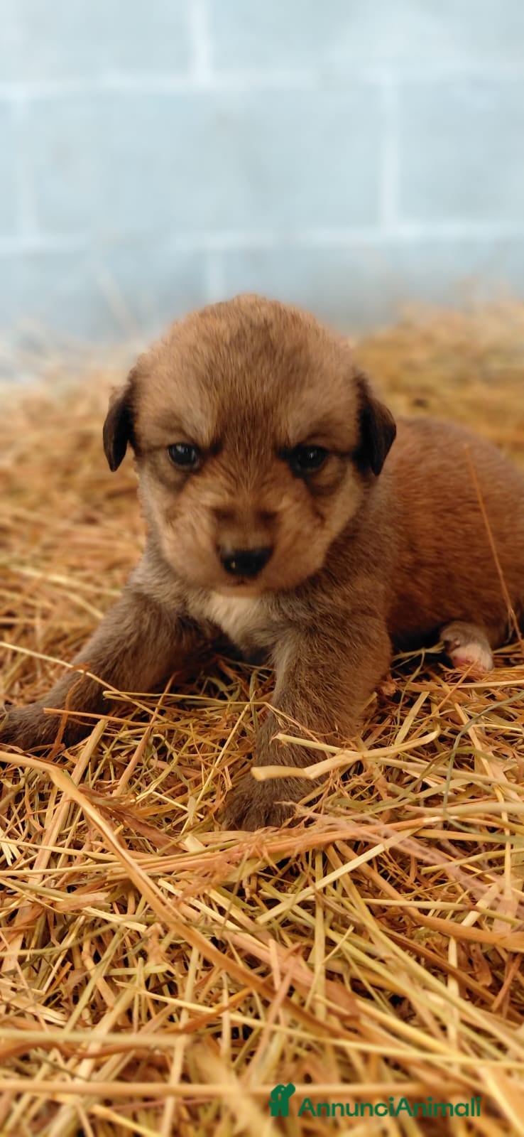 Meticcio cani in vendita: 10 cuccioli cercano casa  - Annuncio 3