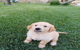 Golden Retriever cani in vendita: Vendo cuccioli  a Libero consorzio comunale di Agrigento - Immagine 2