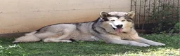 Alaskan Malamute cani per accoppiamento: Alaskan Malamute maschio per monta - Annuncio 2