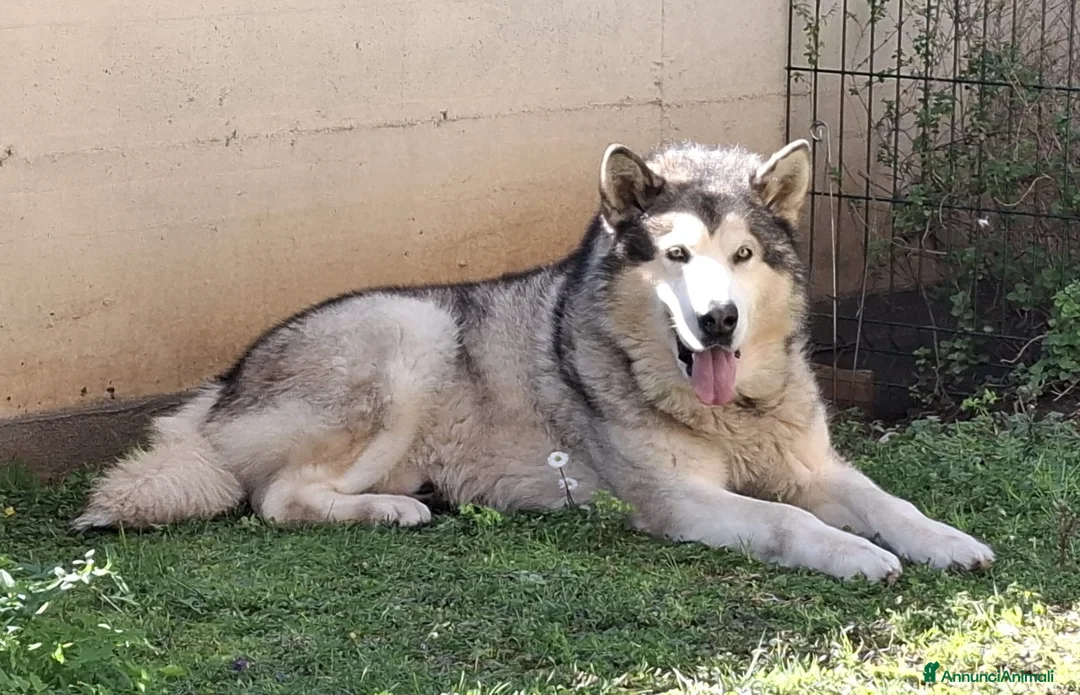 Alaskan Malamute cani per accoppiamento: Alaskan Malamute maschio per monta - Annuncio 2