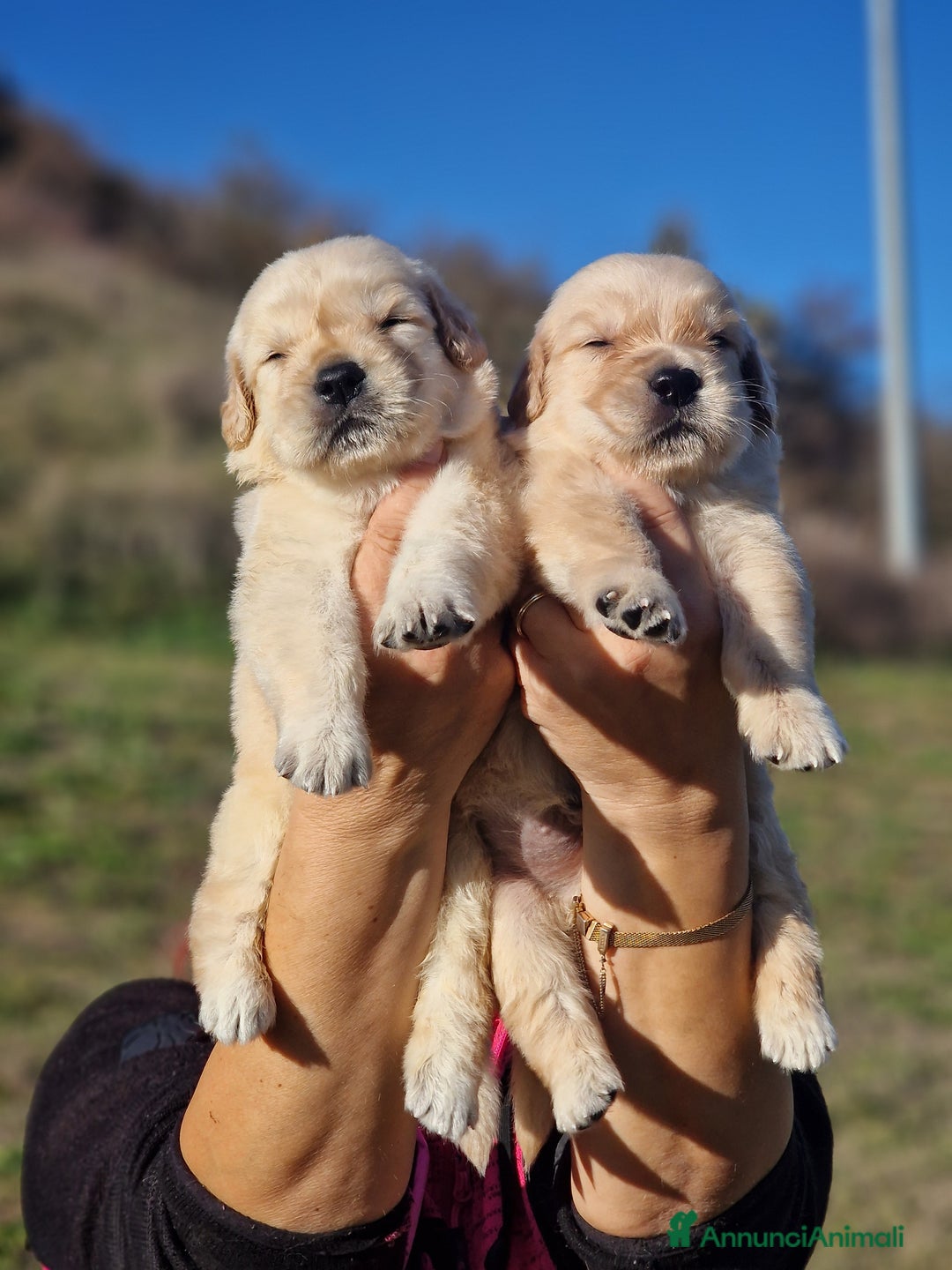 Golden Retriever cani in vendita: CUCCIOLI DI GOLDEN RETRIEVER MARINA LAB - Annuncio 7