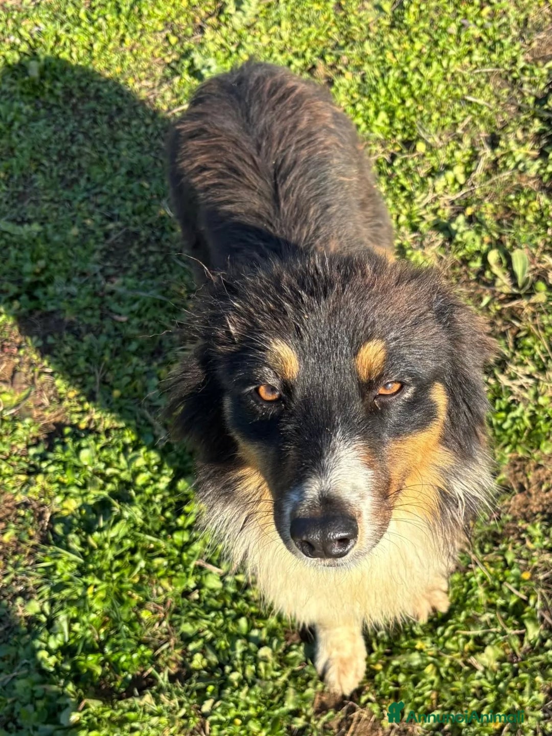Australian Shepherd cani in regalo: GINA cucciola 6 mesi australian sheperd adozionee - Annuncio 2