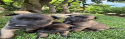 Beagle cani in vendita: Pastore belga Malinois  - Annuncio 8
