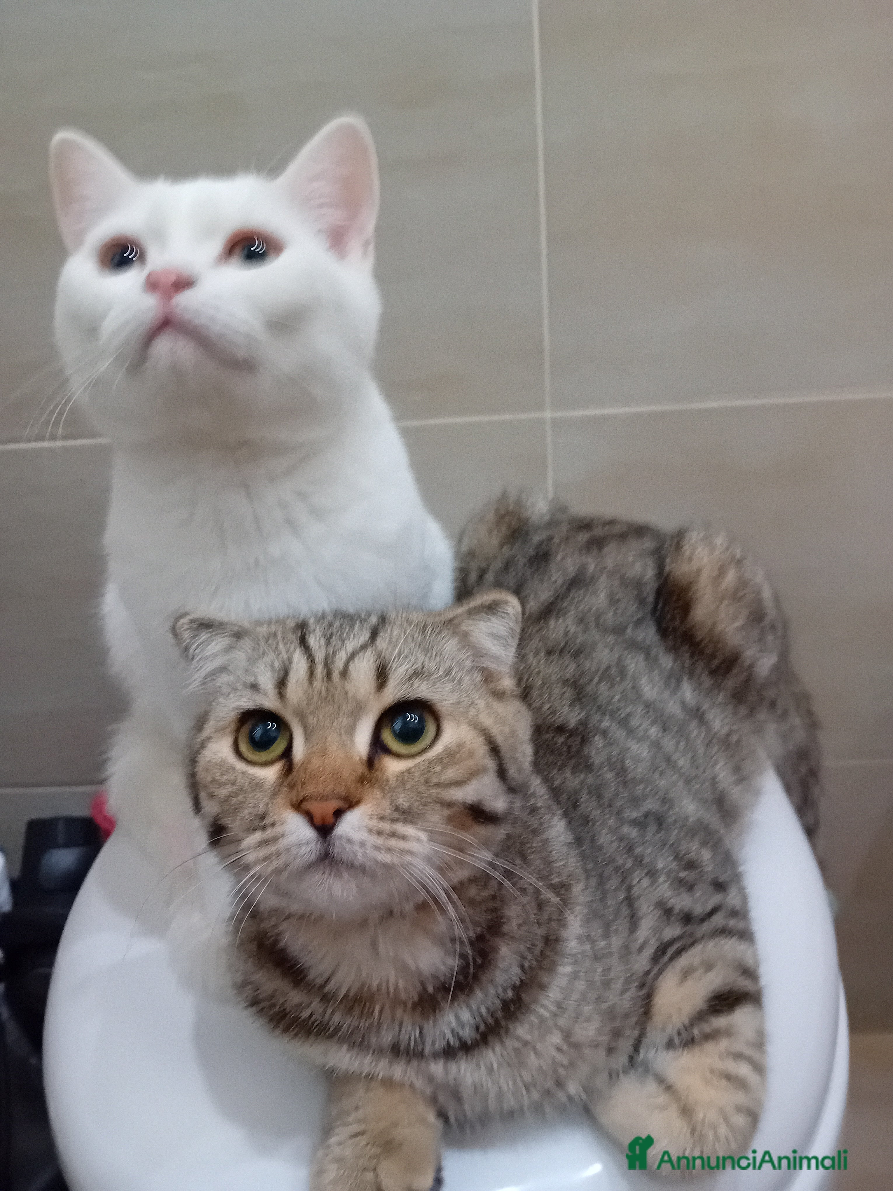 Scottish gatti Scottish Straight e fold - Annuncio 1