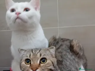 Scottish gatti Scottish Straight e fold - Annuncio 1