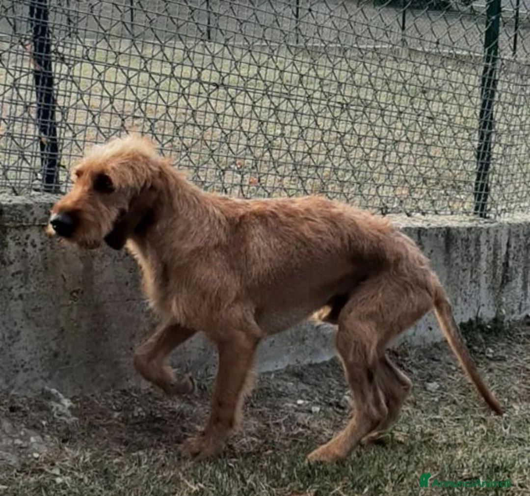 Segugio cani in regalo: DICK 6anni senza più una casa - Annuncio 5