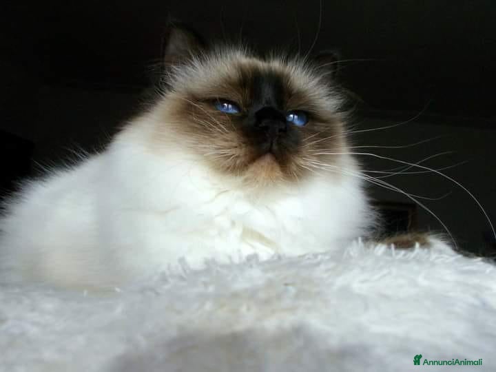 Sacro di Birmania gatti Sacri di Birmania adulti - Annuncio 2