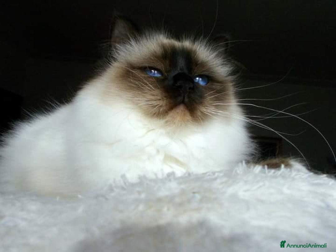 Sacro di Birmania gatti in regalo: Sacri di Birmania adulti - Annuncio 2