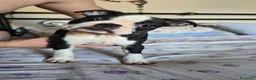 Boston Terrier cani in vendita: Cucciolo Boston Terrier - Annuncio 2