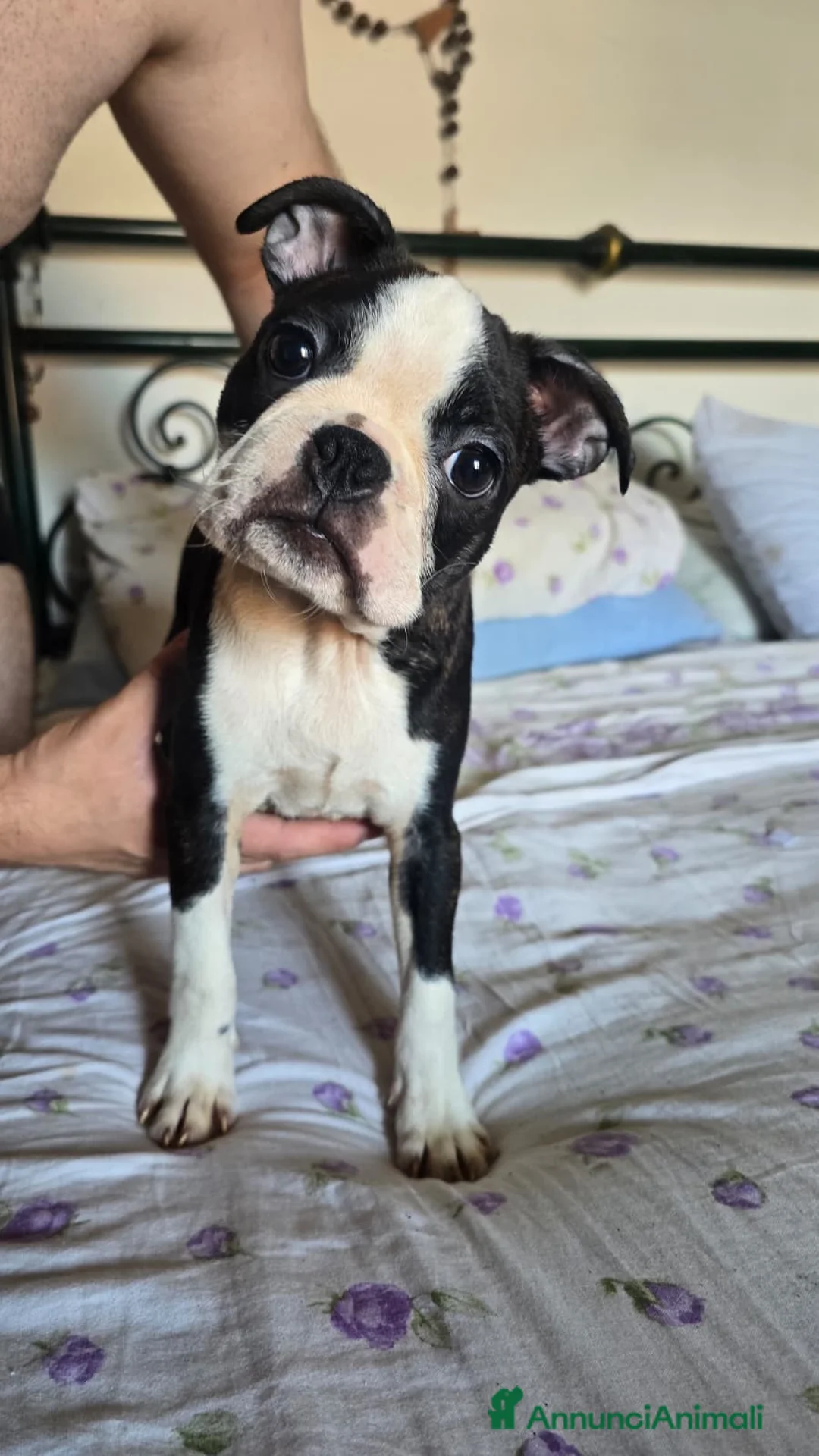 Boston Terrier cani in vendita: Cucciolo Boston Terrier - Annuncio 2