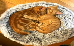 Altre razze gatti in regalo: Gattini Rossi  a Città metropolitana di Roma Capitale - Immagine 4