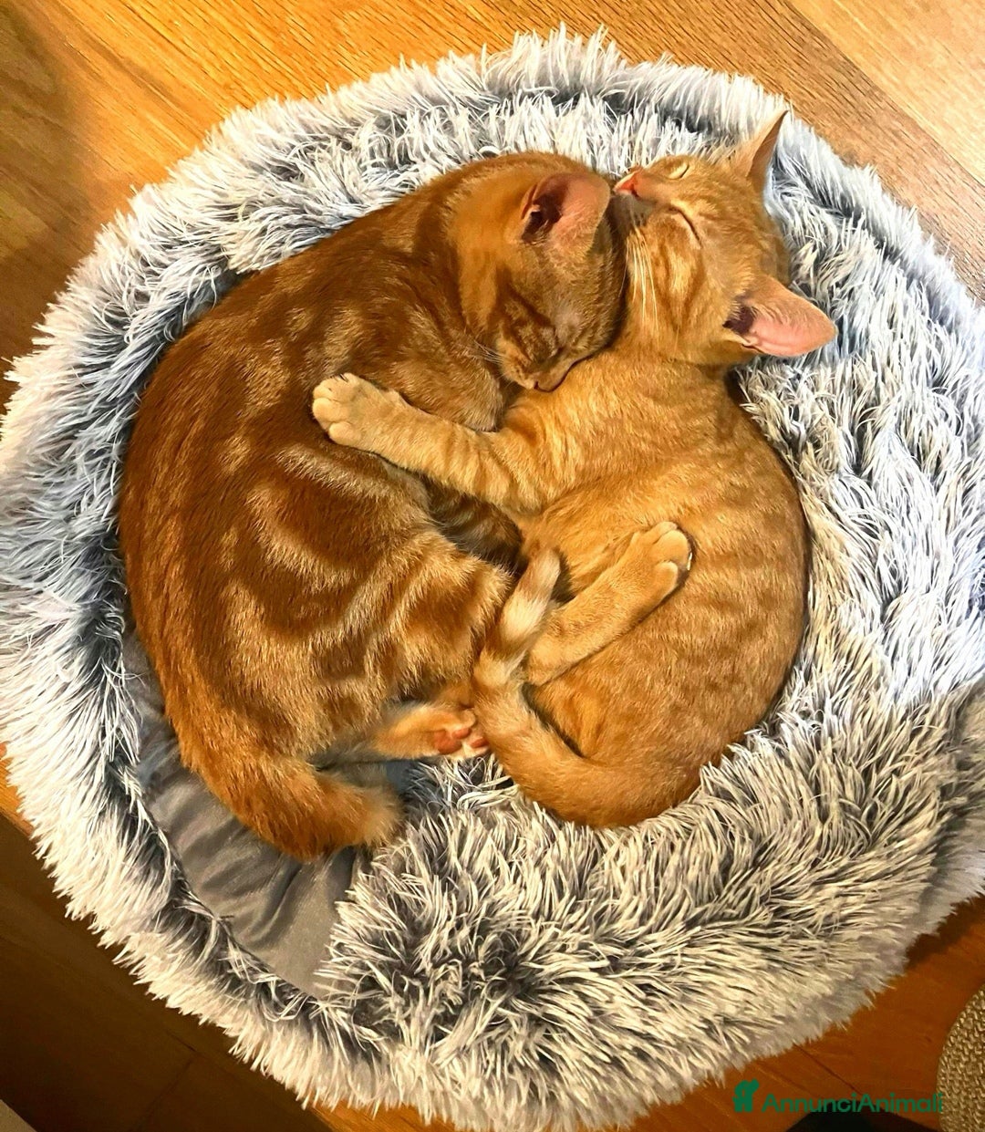 Altre razze gatti in regalo: Gattini Rossi  a Città metropolitana di Roma Capitale - Immagine 4