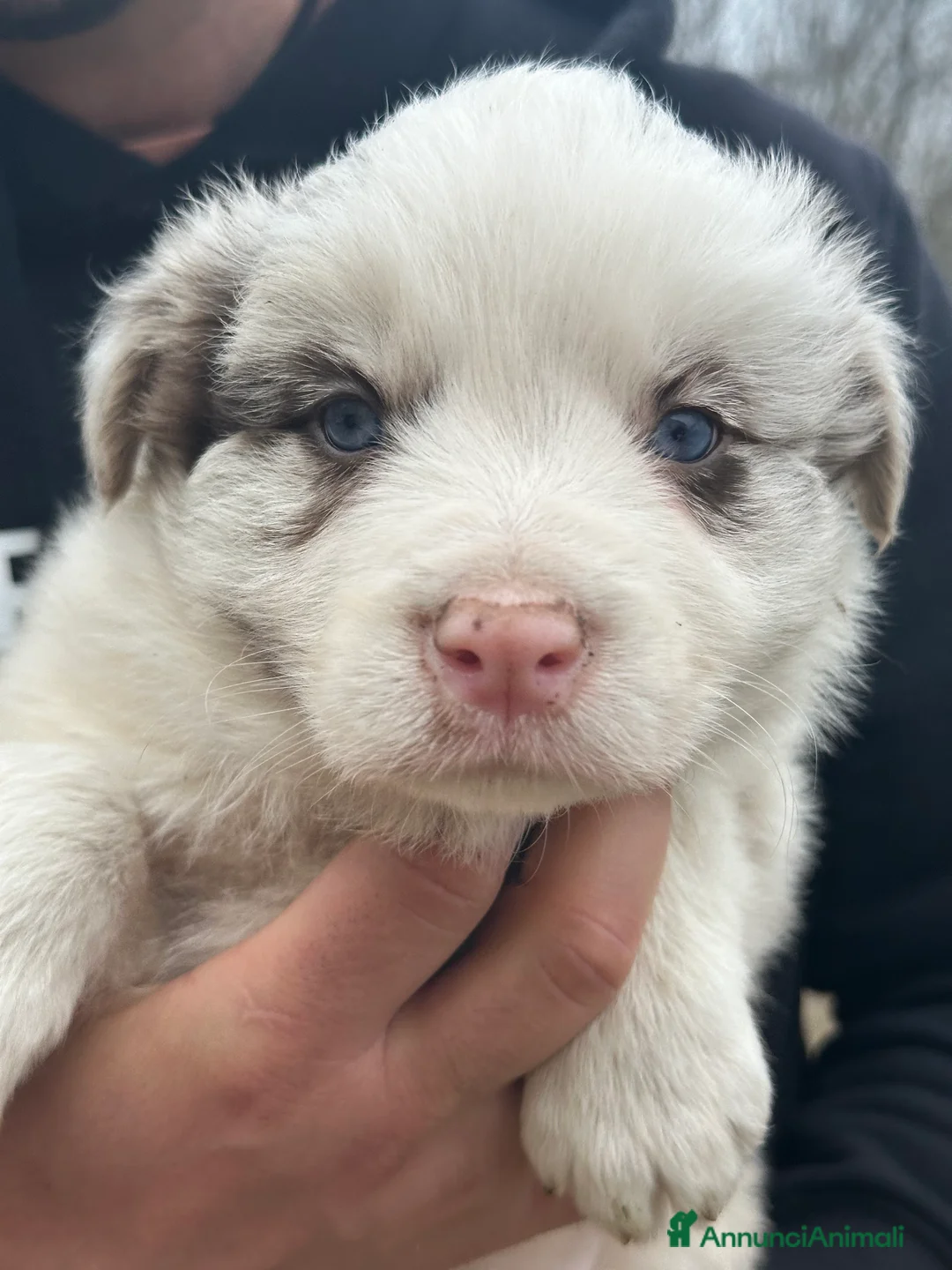 Border Collie cani in vendita: Border collie con occhi azzurri  - Annuncio 2