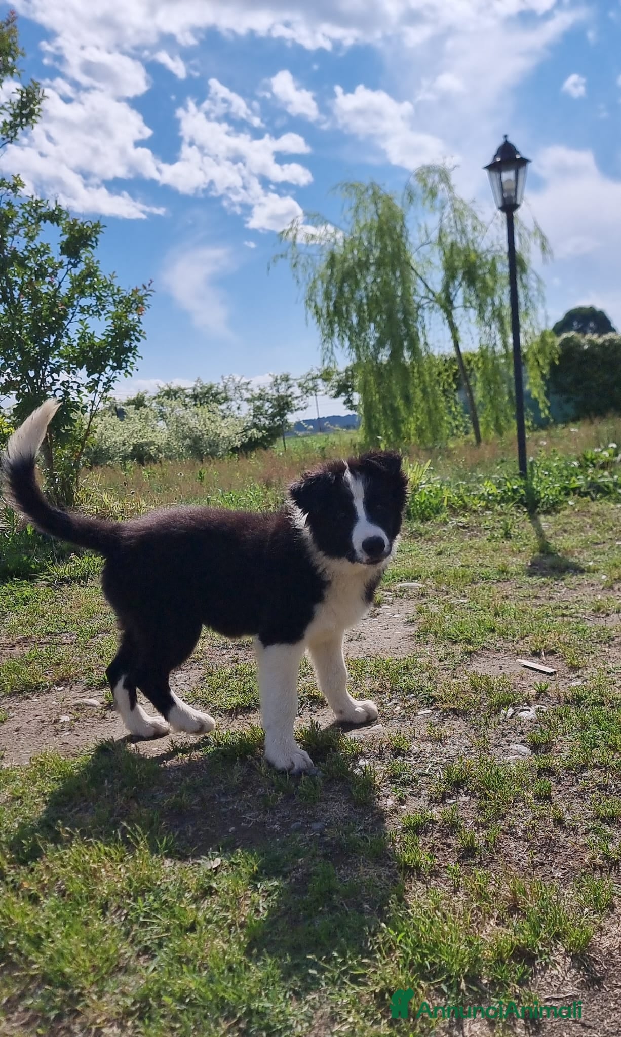 Border Collie cani ULTIMO CUCCIOLO DI BORDER COLLIE  - Annuncio 3