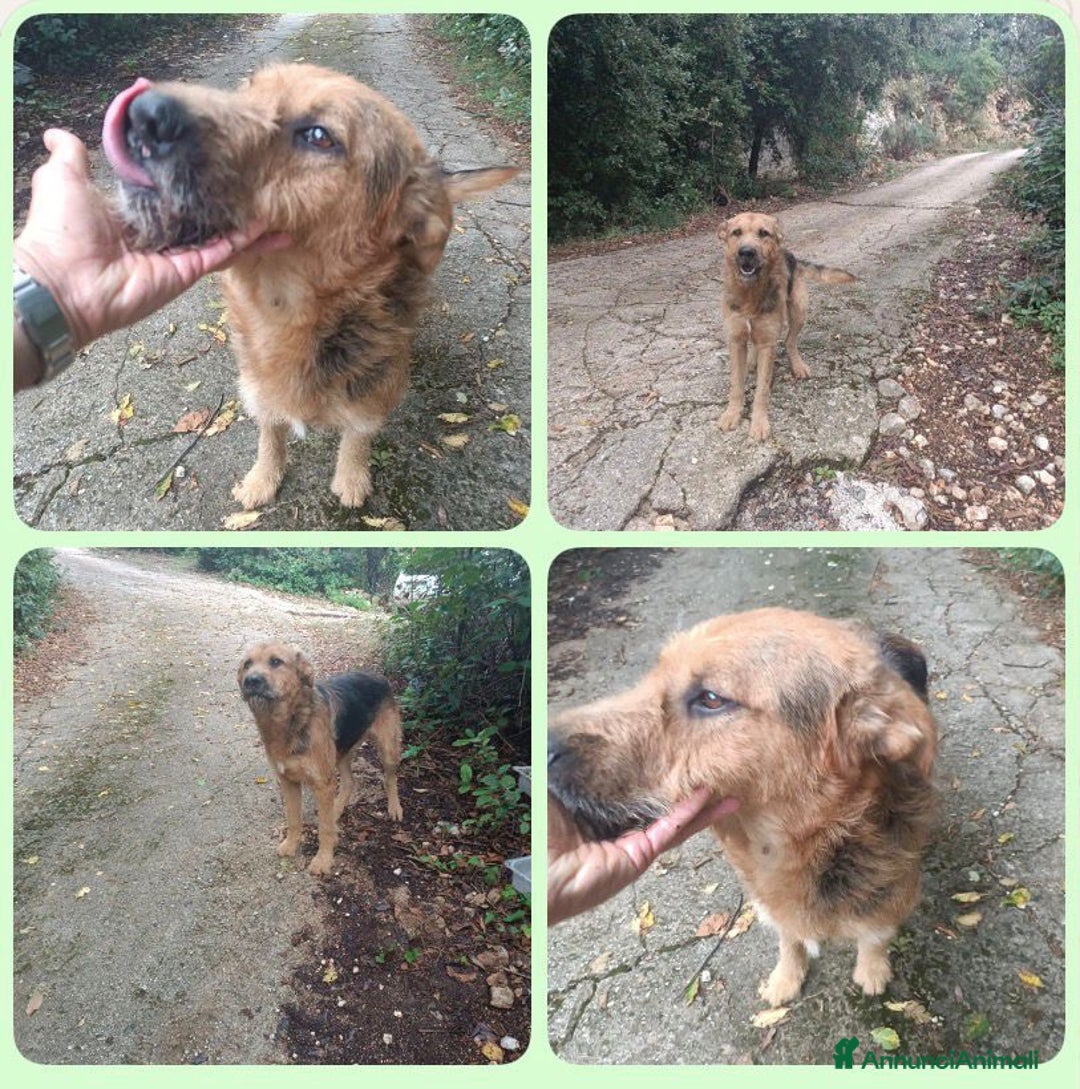 Spinone cani in regalo: Yuri dolcissimo simil spinone abbandonato  - Annuncio 1