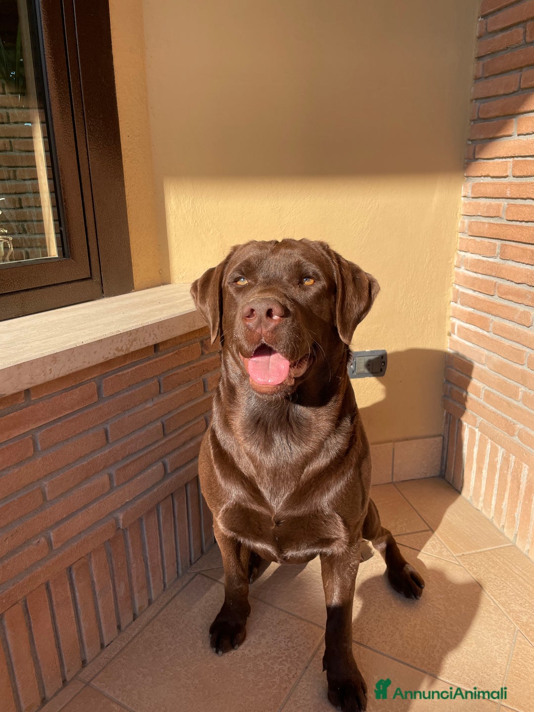 Labrador cani per accoppiamento: Kinder - Annuncio 1