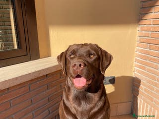 Labrador cani Kinder - Annuncio 1