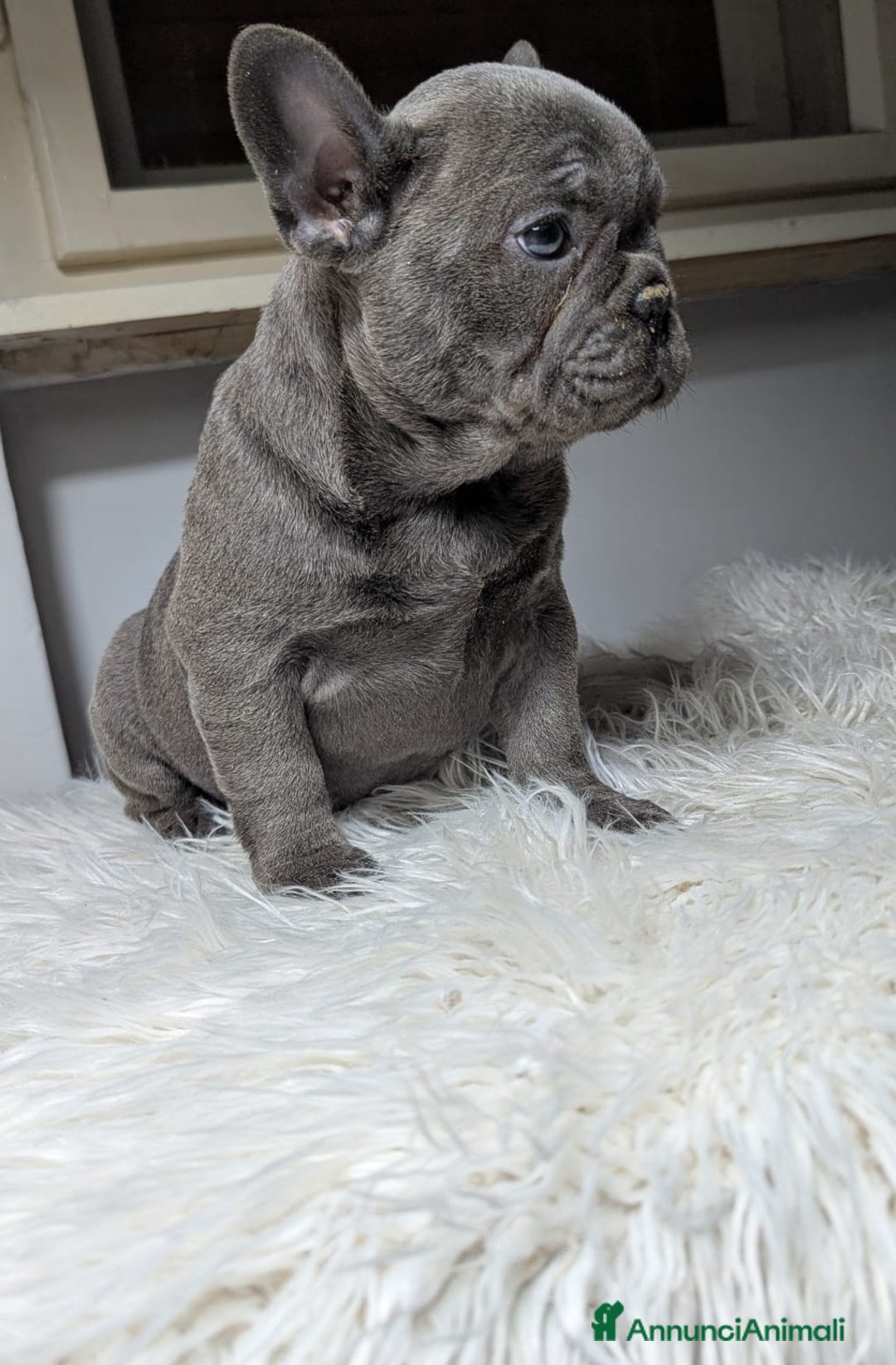 Bulldog Francese cani in vendita: Bulldog francese blu and tan - Annuncio 4