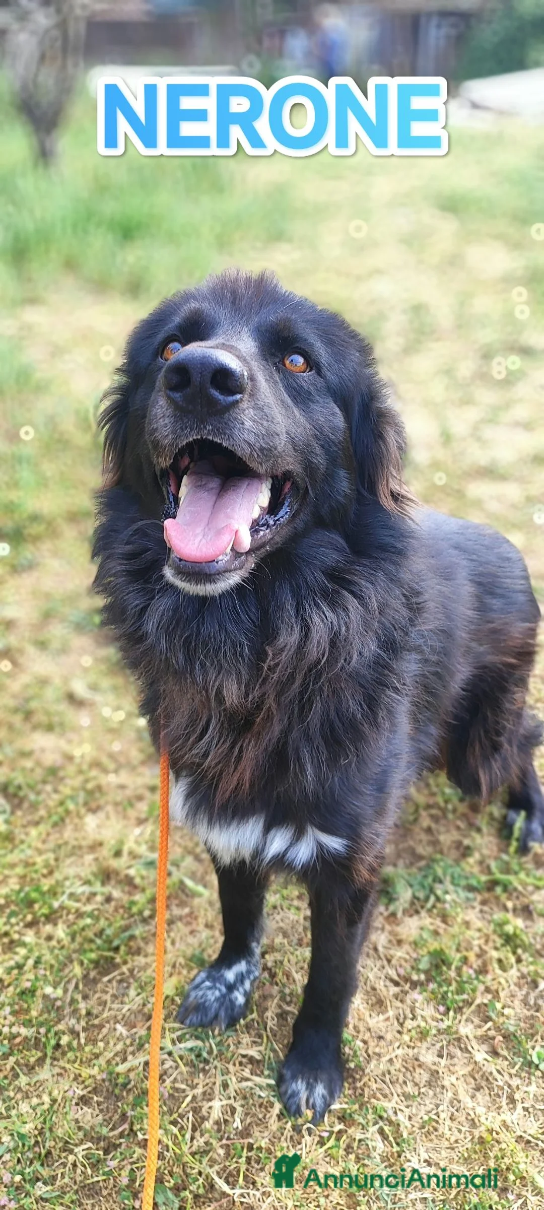 Meticcio cani in regalo: Nerone nessuno ti vuole perché nero a Provincia di Ferrara - Annuncio 9