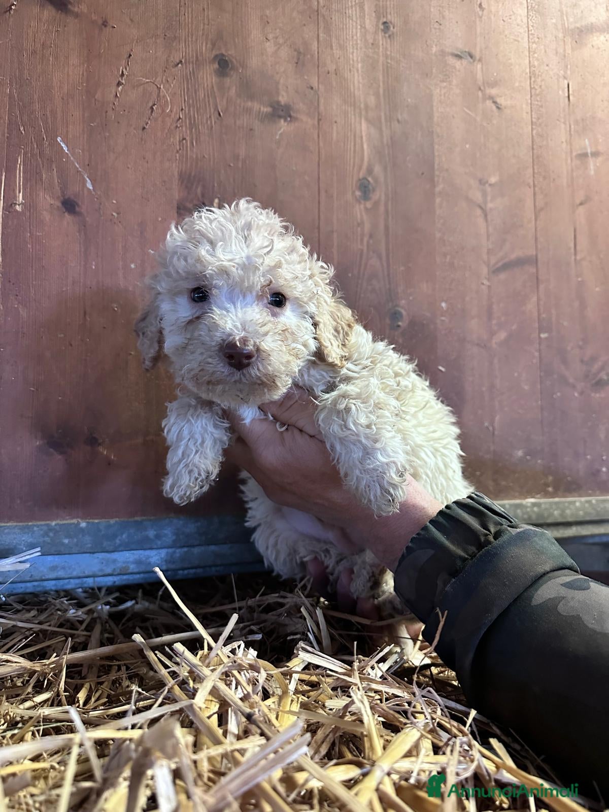 Lagotto cani Cuccioli Lagotto - Annuncio 29
